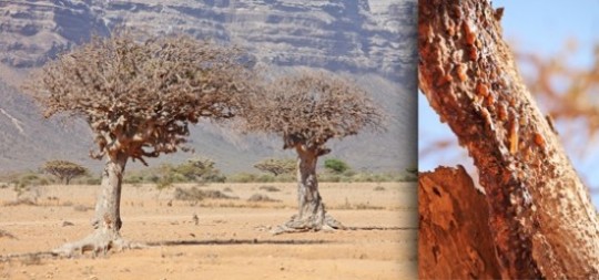A árvore de onde se extrai a resina de mirra é encontrada somente no norte da África e em algumas regiões do Oriente Médio. Imagine a força que esta árvore precisa ter para crescer e permanecer em ambientes desérticos, secos e difíceis.